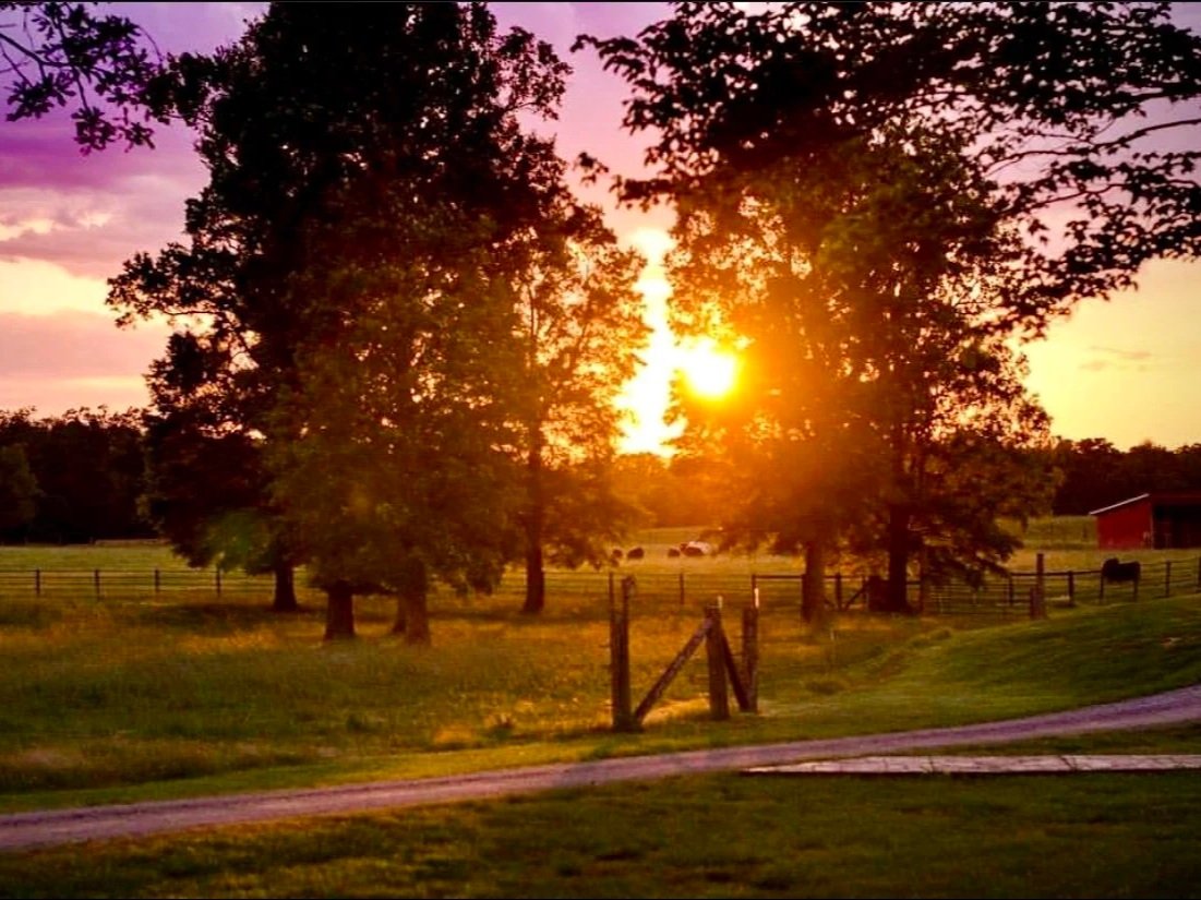 Sunset over a serene farm landscape featuring lush green grass, tall trees, and a distant red barn. Cows graze peacefully in the field, while a winding dirt path leads toward a wooden gate, creating a picturesque rural scene.