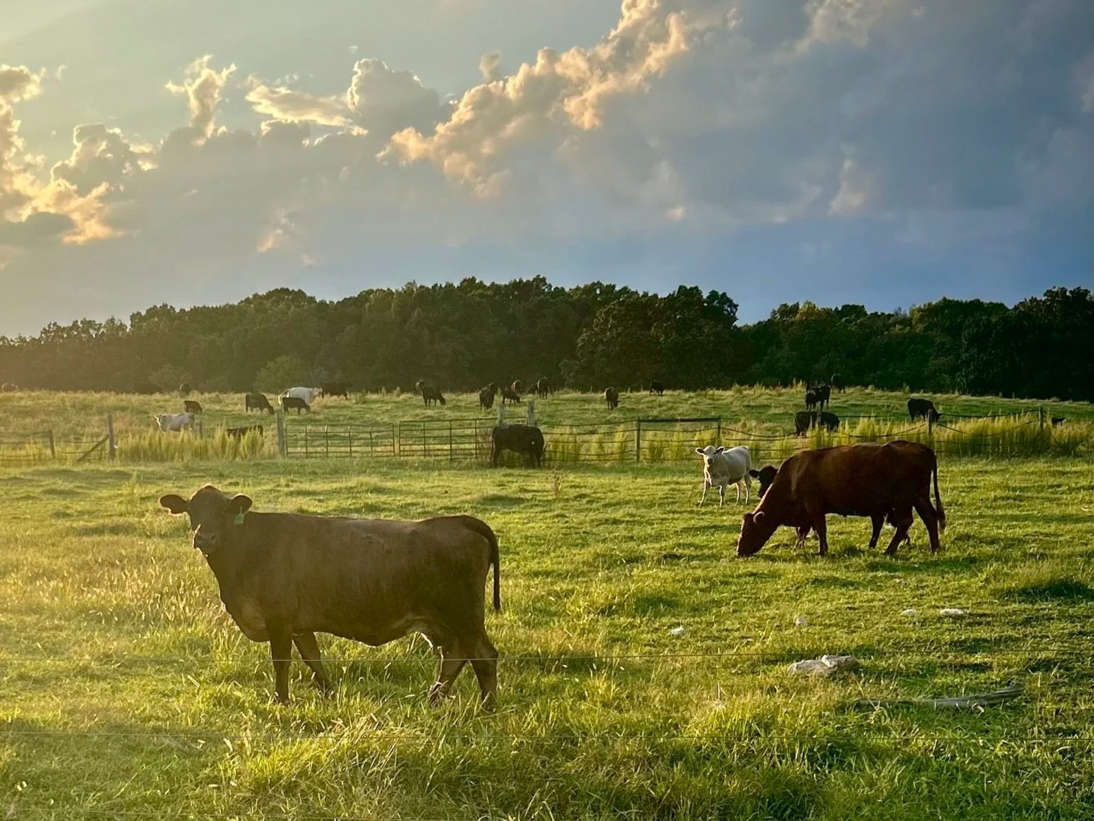 Cows grazing in a lush green pasture under a partly cloudy sky, with several other cows in the background, showcasing a serene rural landscape.