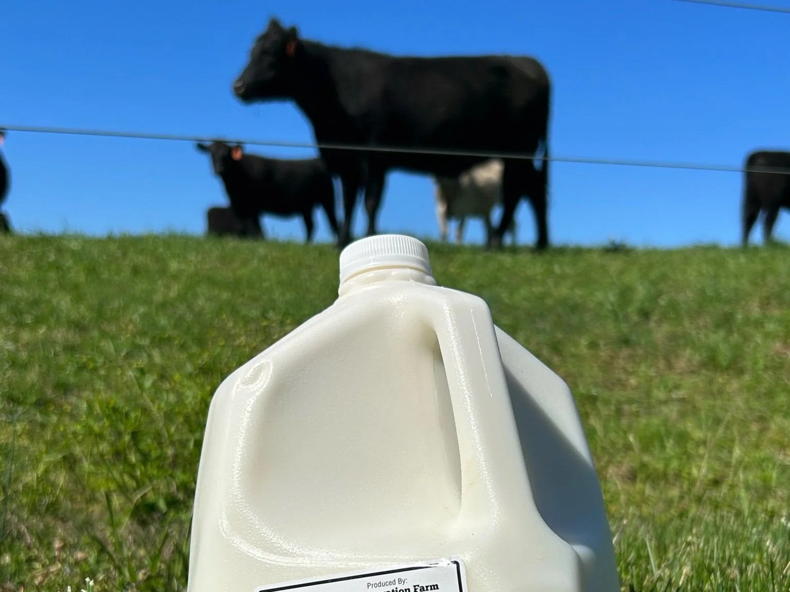 Fresh milk jug in the foreground with grazing cows in a green pasture under a clear blue sky, highlighting sustainable dairy farming practices.