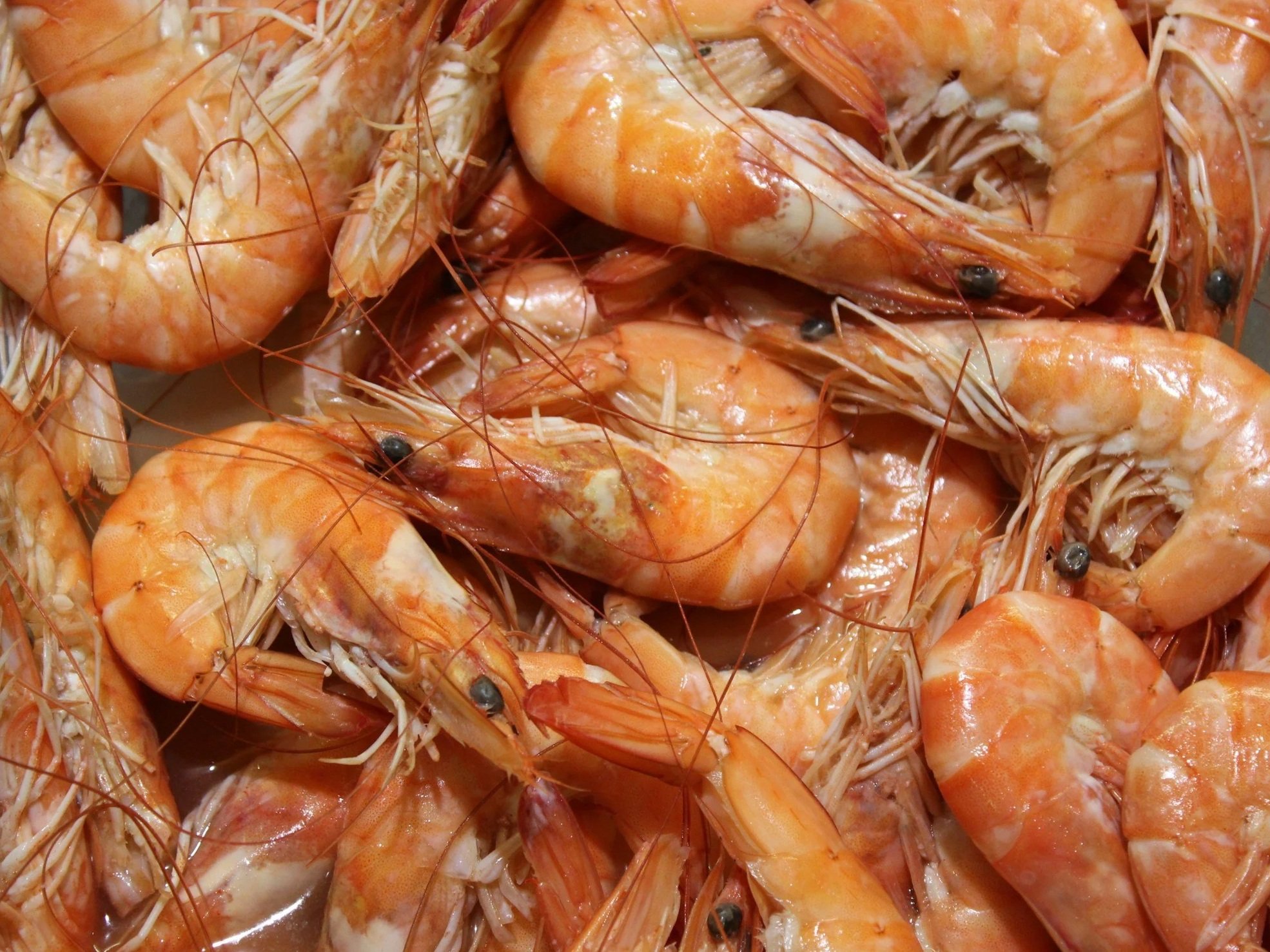Close-up of fresh, cooked shrimp with orange shells and long antennae, ideal for seafood dishes and culinary presentations.